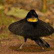 «Идеальный кавалер!»: танец самца редкой птицы покорил женщин в TikTok