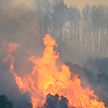 Аномальная жара спровоцировала крупные лесные пожары в Европе и России