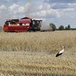 На белорусских полях убрано почти 5 миллионов тон зерна