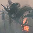 Бизнесмены специально устраивают лесные пожары в Индонезии