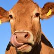 В Брестской области вскрыли преступную схему реализации мяса крупного рогатого скота