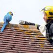 Попугай, которого спасали с лондонской крыши, «послал» пожарных куда подальше