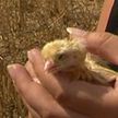 Писк цыплят в поле: из нескольких тысяч утилизированных куриных яиц начали появляться птенцы