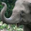 Самое милое ограбление: слоны украли с грузовика сахарный тростник (ВИДЕО)