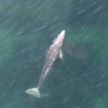 Детеныш серого кита в одиночестве путешествует по Средиземному морю