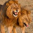 Ревущие от смеха львы покорили пользователей Интернета