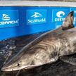 У берегов Канады поймали гигантскую акулу весом в полторы тонны