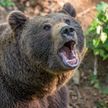Гималайский медведь напал на волонтера пожарной службы в Таиланде