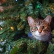 Обходит стороной: итальянка защитила новогоднюю елку от кота необычным способом. Вот что она придумала