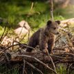 В МЧС рассказали, как вести себя при встрече с медведем