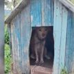 В шоке даже повидавшие всякое зоозащитники. Кто наживается на сочувствии людей и наносит животным увечья ради прибыли?