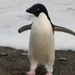 В Новую Зеландию из Антарктиды впервые почти за 30 лет приплыл пингвин. Он преодолел около 3000 км
