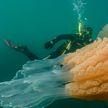 Медузу размером с человека нашли у берегов Великобритании (ФОТО и ВИДЕО)