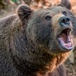 В США медведь уволок в лес тело водителя автомобиля после аварии