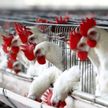 Из-за птичьего гриппа Беларусь ограничивает ввоз птицы из регионов Литвы и Польши