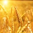 Белорусские аграрии уже намолотили свыше 3,5 миллиона тонн зерна