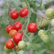 Если помидоры зеленые: как ускорить дозревание томатов? Эффективные способы