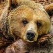 В Калифорнии медведь залез в мусорный контейнер, чтобы подъесть, и застрял (ВИДЕО)