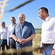 А. Лукашенко проинспектировал сельхозпредприятие «Восход» под Минском. Подробности