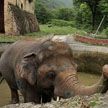 Жившему в маленьком вольере «самому одинокому слону» нашли новый дом