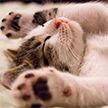 «Не шали!»: учинивший беспорядок на кровати котенок получил нагоняй от матери и заставил Интернет хохотать