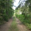 Ограничения на посещение лесов введены во многих районах Беларуси