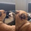 «Запрещенный прием!»: кот проучил приставучего пса, использовав мощный кусь