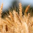 Еврокомиссия не продлила запрет на поставки украинского зерна