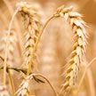 Мировые цены на пшеницу преодолели рекордную отметку после запрета Индии ее на экспорт