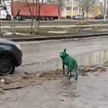 В России заметили зеленых собак. Очевидец предположил, что они попали на Землю из космоса (ВИДЕО)