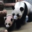 Посетителей Московского зоопарка, увидевших панду Катюшу спящей, попросили не расстраиваться