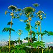 Борщевик и золотарник канадский: что из себя представляют инвазивные растения и почему они вредят людям и экологии?