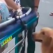 Собака привела врачей к потерявшей сознание хозяйке и спасла ей жизнь в Китае
