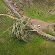 На Севере Англии срублено многовековое дерево Робин Гуда