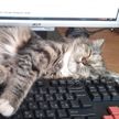 Кот мешает работать за компьютером? Простой лайфхак предложили в сети 🐱