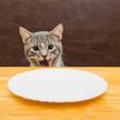 Можно ли кормить домашних животных едой со стола человека? Рассказывает ветеринар