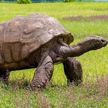 190-летняя черепаха с острова Святой Елены стала старейшим животным в мире