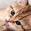 8 августа отмечается Всемирный день кошек