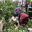В Бобруйске в результате падения дерева пострадала женщина