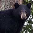 На территории Диснейленда во Флориде поймали черную медведицу