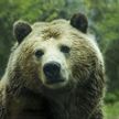 На Сахалине медведь сбил снимавший его беспилотник