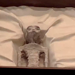 В Мексике показали мумии гуманоидов, которые могут быть пришельцами из космоса