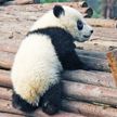 Детеныш панды из Московского зоопарка начал ползать и не только