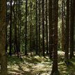 В Беларуси началась «Неделя леса»