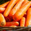 В Беларуси введено временное ограничение на вывоз моркови и свеклы