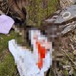 В парке на востоке Москвы найдено тело новорожденного, завернутое в пакет