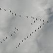Перелетные птицы уже вернулись в Брестскую область