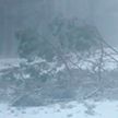Метель и порывистый ветер: энергоснабжение восстановлено в пострадавших от непогоды населенных пунктах Беларуси