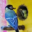 Столичный зоопарк объявил конкурс на создание лучшего домика для птиц