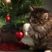 Мужчина нашел гениальный способ спасти новогоднюю елку от кота (ВИДЕО)